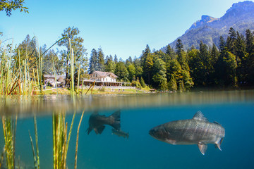 Fantastic panorama of blausee lake / Blausee, Switzerland. Picturesque summer in Swiss alps, Bernese Oberland, Europe. Beauty of nature with trout concept background. 