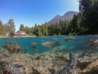 Fantastic panorama of blausee lake / Blausee, Switzerland. Picturesque summer in Swiss alps, Bernese Oberland, Europe. Beauty of nature with trout concept background. 