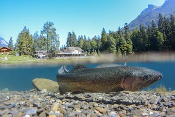 Fantastic panorama of blausee lake / Blausee, Switzerland. Picturesque summer in Swiss alps, Bernese Oberland, Europe. Beauty of nature with trout concept background. 
