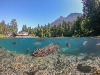 Fantastic panorama of blausee lake / Blausee, Switzerland. Picturesque summer in Swiss alps, Bernese Oberland, Europe. Beauty of nature with trout concept background. 