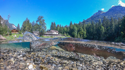 Fantastic panorama of blausee lake / Blausee, Switzerland. Picturesque summer in Swiss alps, Bernese Oberland, Europe. Beauty of nature with trout concept background. 
