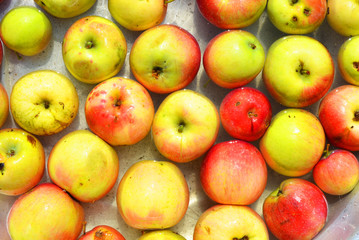 Ukrainian bright and colorful, fresh apples plucked from a tree and lying with water for washing. Bright tasty background, natural food for health and beauty.