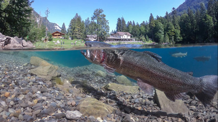 Fantastic panorama of blausee lake / Blausee, Switzerland. Picturesque summer in Swiss alps, Bernese Oberland, Europe. Beauty of nature with trout concept background. 