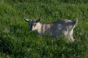 A gray kid grazes on a lawn with thick grass