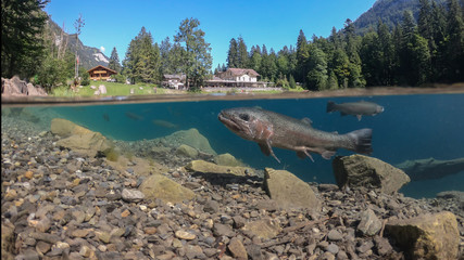 Fantastic panorama of blausee lake / Blausee, Switzerland. Picturesque summer in Swiss alps, Bernese Oberland, Europe. Beauty of nature with trout concept background. 