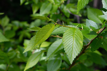 Young leaves growing on a tree in spring in the sun