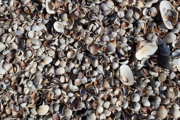 sea ​​small seashells on the beach of the seashore on a sunny calm day.