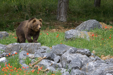 Bronw bear in a wildlife park among flowers