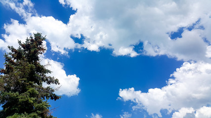 beautiful Christmas tree branch on dark blue sky background, white clouds and sun