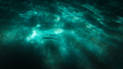 Fondale marino della Grecia con pesci e scogli