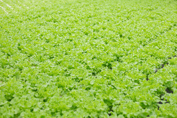 Fototapeta na wymiar Hydroponic of lettuce farm growing in greenhouse.