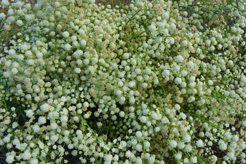 Beautiful, round and bright light flowers tumbleweed on a background of greenery, disambiguation.