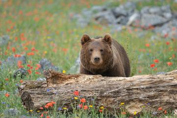 Bronw bear in a wildlife park among flowers