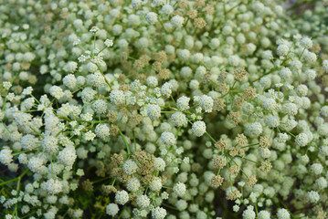 Beautiful, round and bright light flowers tumbleweed on a background of greenery, disambiguation.