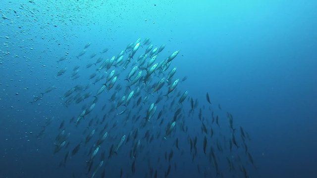 Little tuna fishes baitball in very blue sea