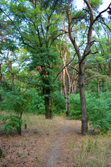Beautiful natural background with an unusual landscape and forest beauty near the Samara River. Green hills, trees, shrubs with bright sky in the Shevchenko housing estate, Dnipro city, Ukraine.