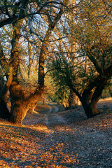 ground road and beautiful trees in the autumn forest,bright sunlight with shadows at sunset