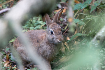 Wild Rabbit (Wildkaninchen, Oryctolagus cuniculus)