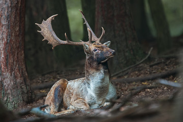Naklejka premium Fallow deer, dama dama, stag lying on the ground in dark forest with head up high. Wild animal relaxing in nature.