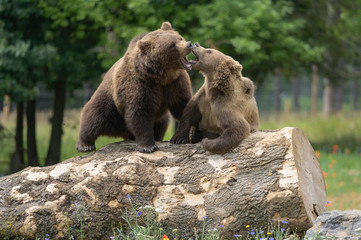 Bronw bear in a wildlife park among flowers