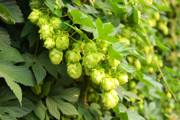 Beautiful and vibrant green hop leaves with ripe flowers and a vine, humulus flowering plants,...