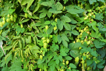 Fototapeta na wymiar Beautiful and vibrant green hop leaves with ripe flowers and a vine, humulus flowering plants, family Cannabaceae.