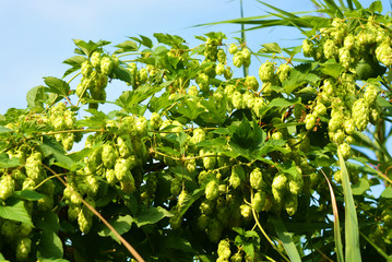 Beautiful and vibrant green hop leaves with ripe flowers and a vine, humulus flowering plants, family Cannabaceae.