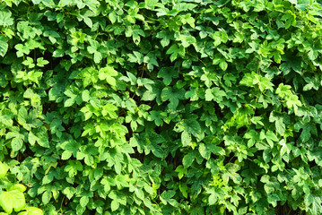 Beautiful and vibrant green hop leaves with ripe flowers and a vine, humulus flowering plants, family Cannabaceae.