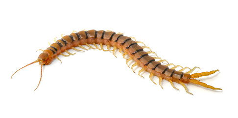 centipede isolated on white background