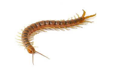 centipede isolated on white background