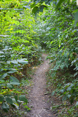 Beautiful natural background with an unusual landscape and forest beauty near the Samara River. Green hills, trees, shrubs with bright sky in the Shevchenko housing estate, Dnipro city, Ukraine.