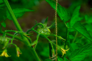 Ripening unripe green tomatoes growing on a garden bed