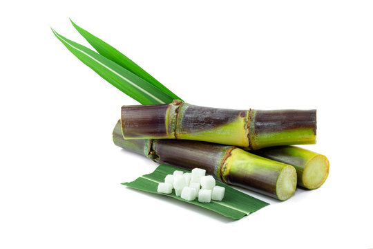 Sugar Cane Isolated On White Background