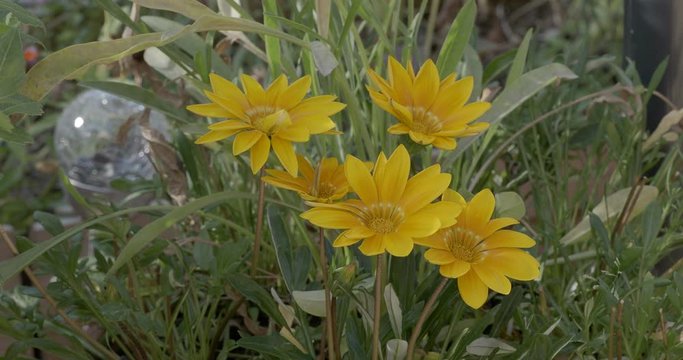 Gazania rigens var. uniflora, die Bl&uuml;tenk&ouml;rbe sind nur bei Sonnenschein ge&ouml;ffnet, daher der Name Mittagsblume