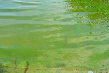 Surface, expanse of the Samara river covered with green algae in the area of the residential massiv Shevchenko, Dnipro city, Ukraine.