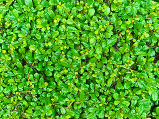Fototapeta na wymiar Background of green leaves, green foliage texture.