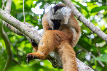 Lemur sitting on a tree at Lokobe nature strict reserve in Madagascar, Nosy Be, Africa