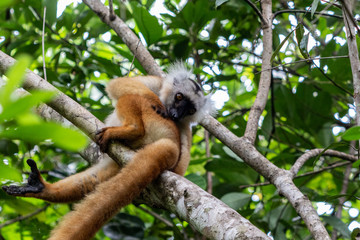 Lemur sitting on a tree at Lokobe nature strict reserve in Madagascar, Nosy Be, Africa