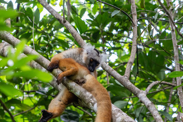 Lemur sitting on a tree at Lokobe nature strict reserve in Madagascar, Nosy Be, Africa