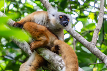 Lemur sitting on a tree at Lokobe nature strict reserve in Madagascar, Nosy Be, Africa - obrazy, fototapety, plakaty