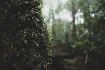 view of tropical forest, Khao Yai National Park, Thailand