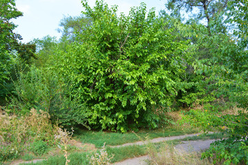 Fototapeta na wymiar Beautiful natural background with an unusual landscape and forest beauty near the Samara River. Green hills, trees, shrubs with bright sky in the Shevchenko housing estate, Dnipro city, Ukraine.