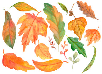 set of autumn leaves isolated on white background
