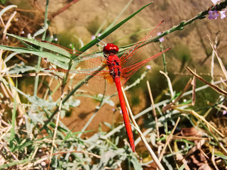 Red Dragonfly
