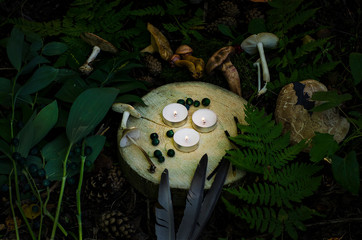 Halloween background- ingredients for witchcraft potion: poisonous mushrooms, berries, feathers,...