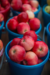 A bucket of freshly picked organic apples. Harvest concept