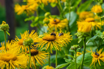 Beautiful, yellow flowers of dandelions that pollinate bees.