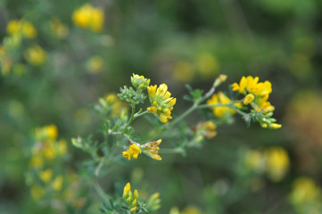 Alfalfa bloom yellow (Medicago falcata)