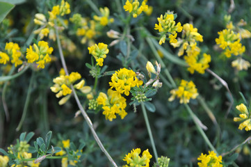 Alfalfa bloom yellow (Medicago falcata)