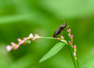 Brown marmorated stink bug Halyomorpha halys, an invasive species from Asia. On plain background with copyspace.